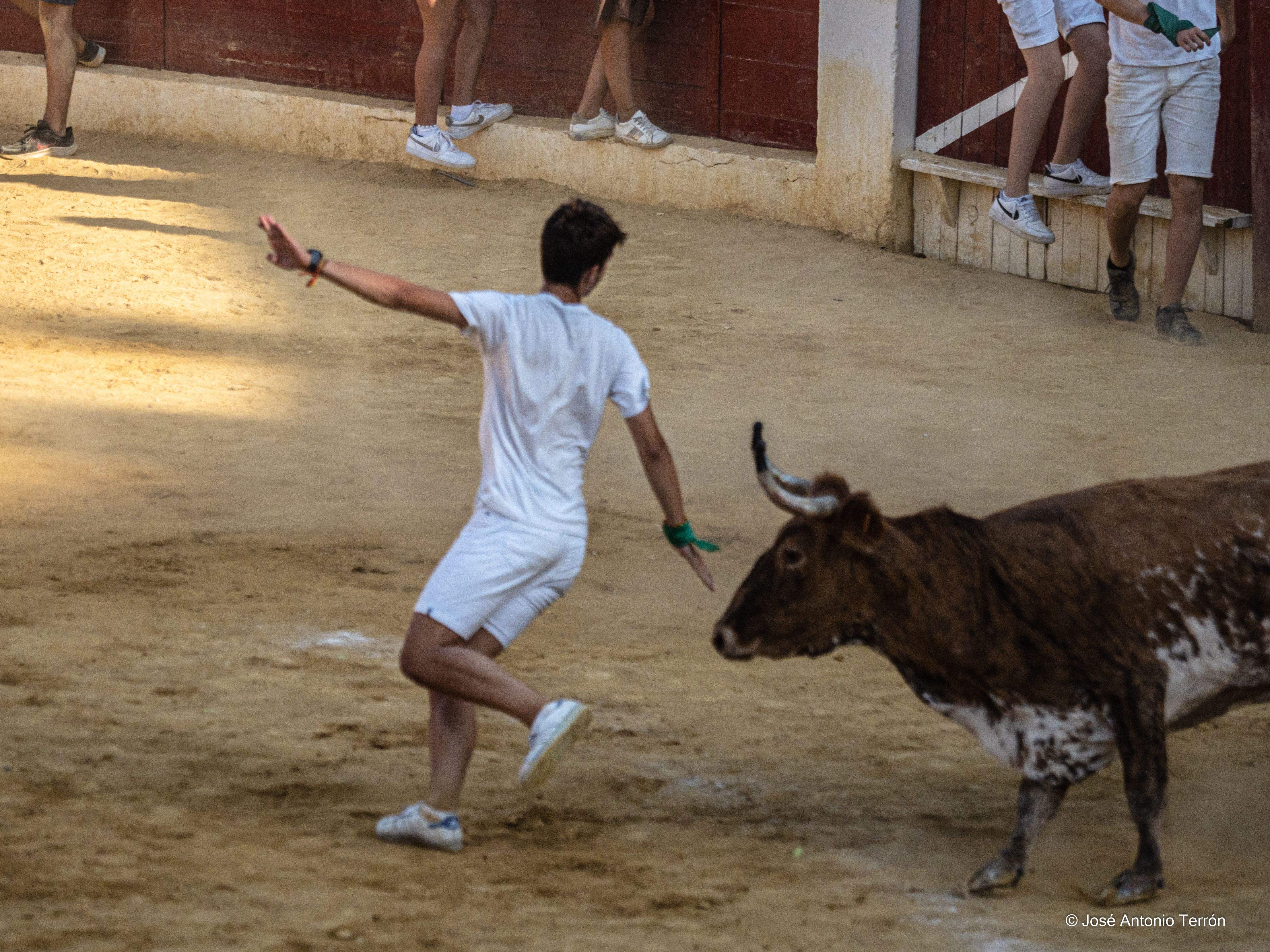 Vaquillas del día 11 de San Lorenzo. Foto José Antonio Terrón 