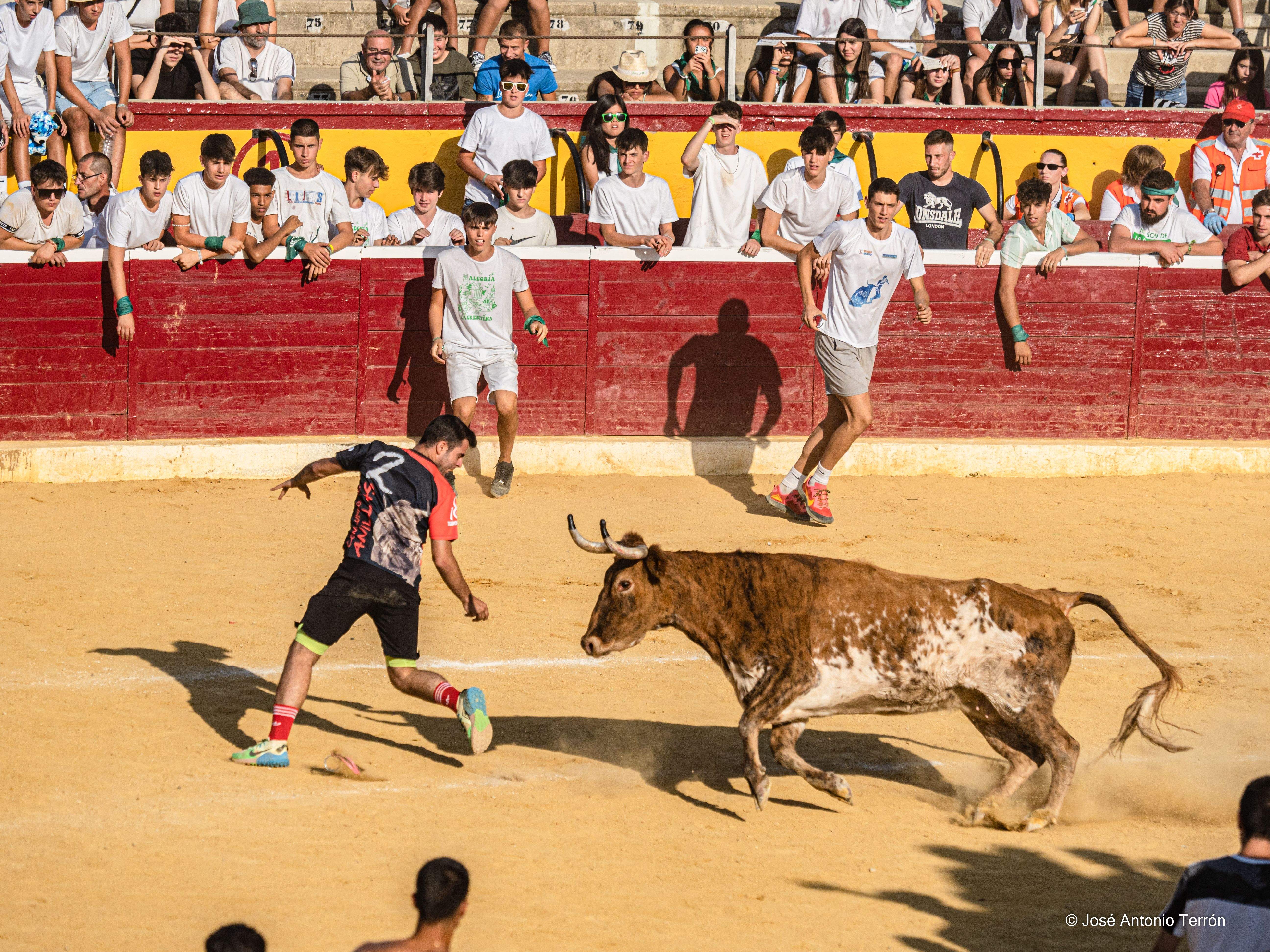 Vaquillas del día 11 de San Lorenzo. Foto José Antonio Terrón 