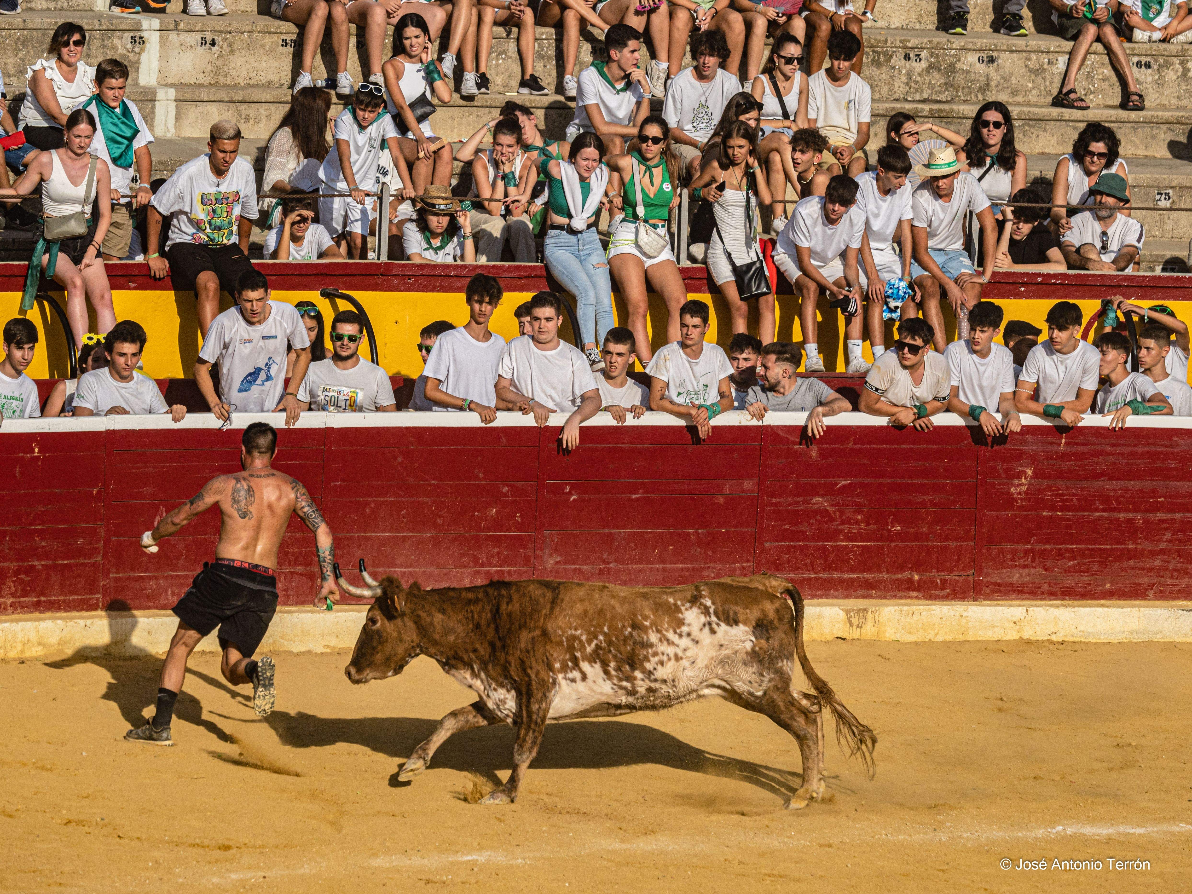 Vaquillas del día 11 de San Lorenzo. Foto José Antonio Terrón 