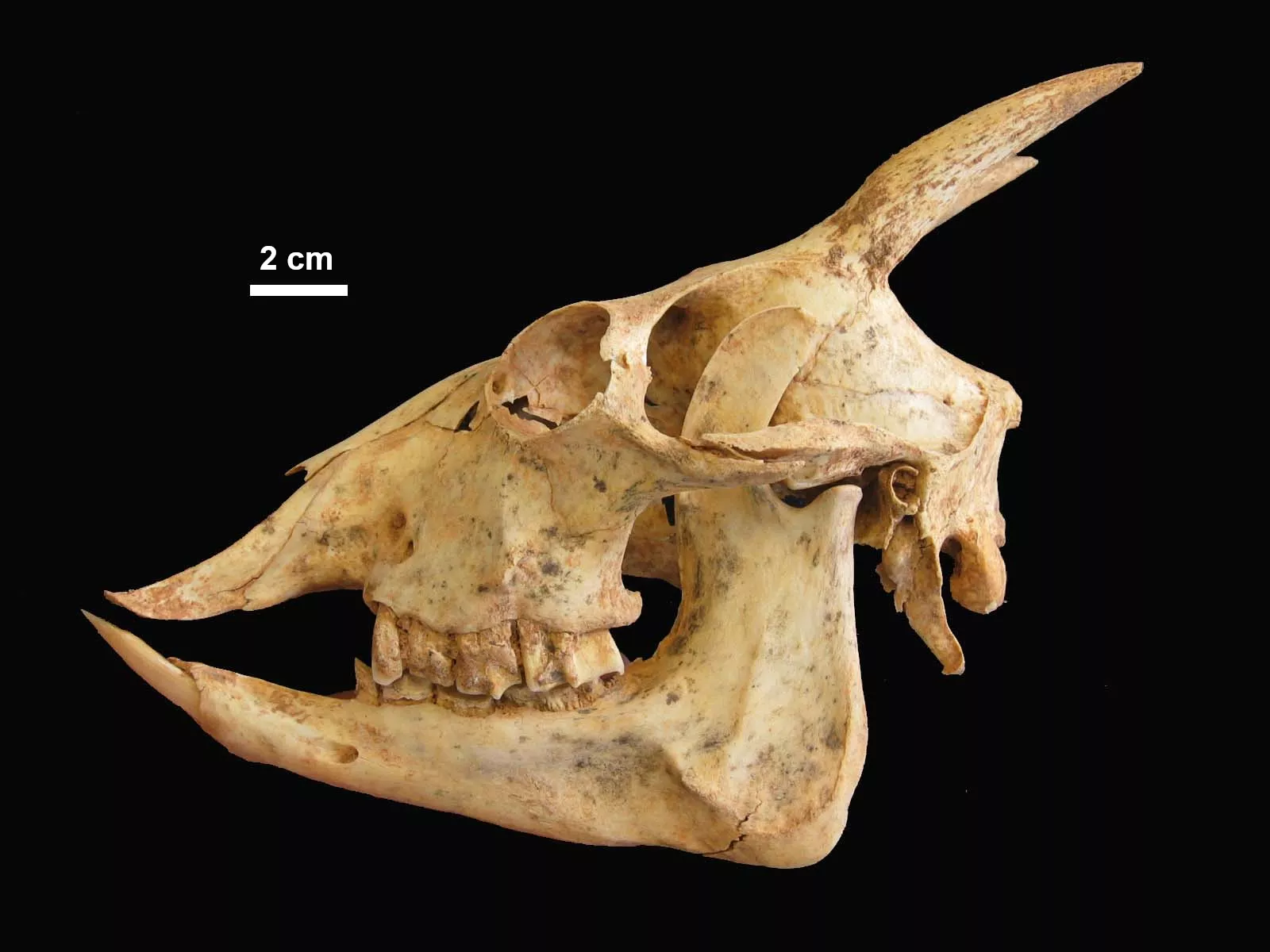 Foto hueso Myotragus balearicus. Foto hueso Myotragus balearicus.