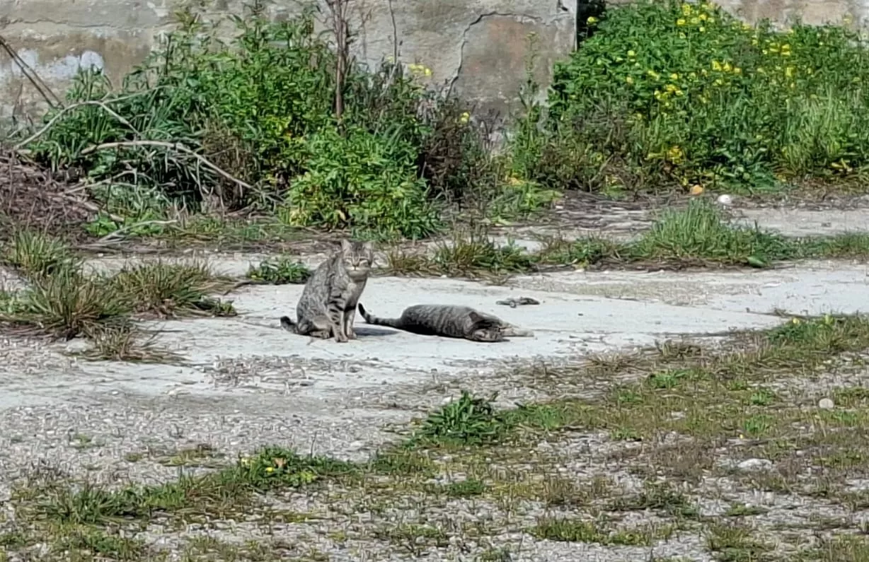 Colonia felina en Binéfar