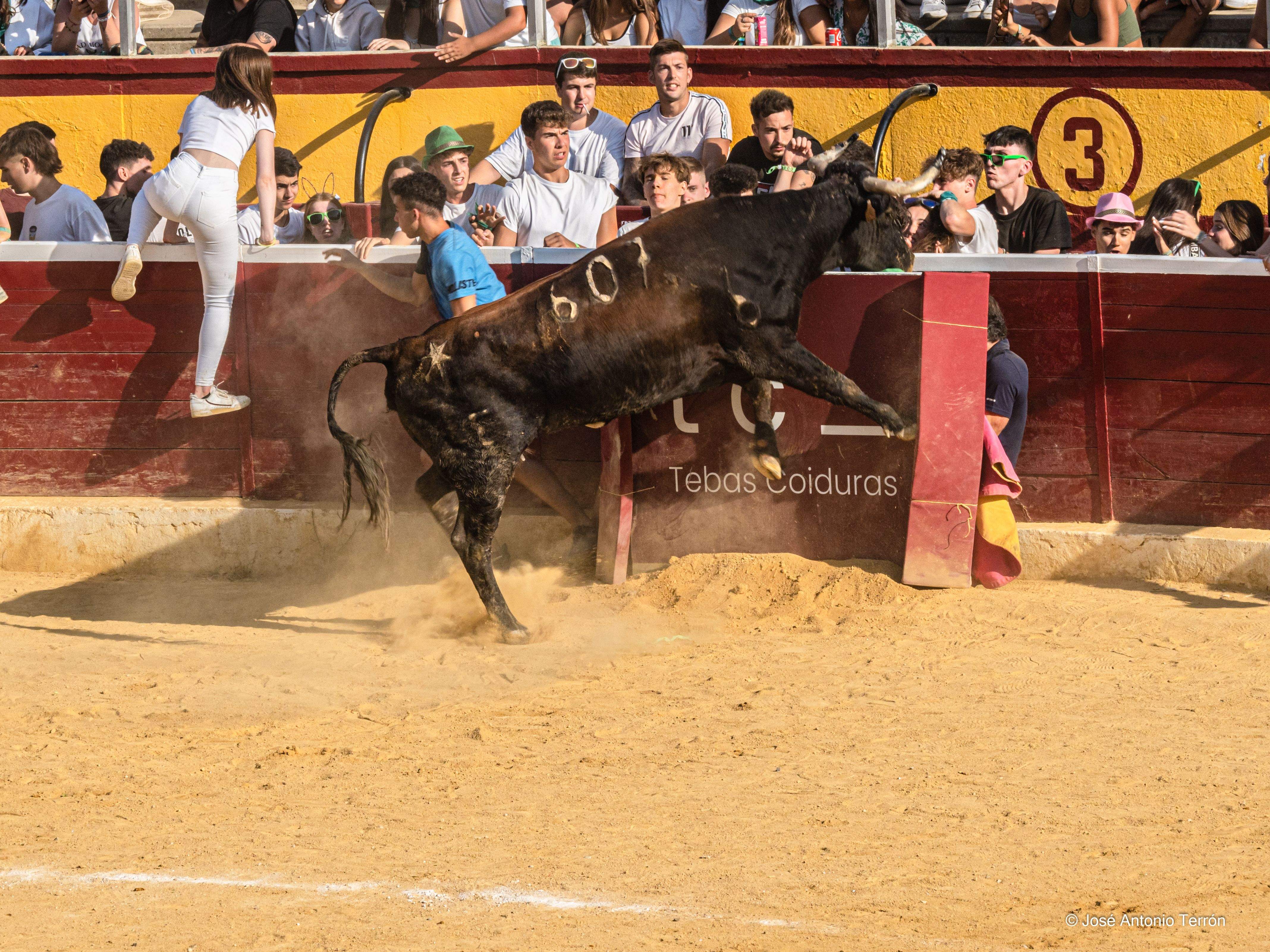 Vaquillas del día 11 de San Lorenzo. Foto José Antonio Terrón 