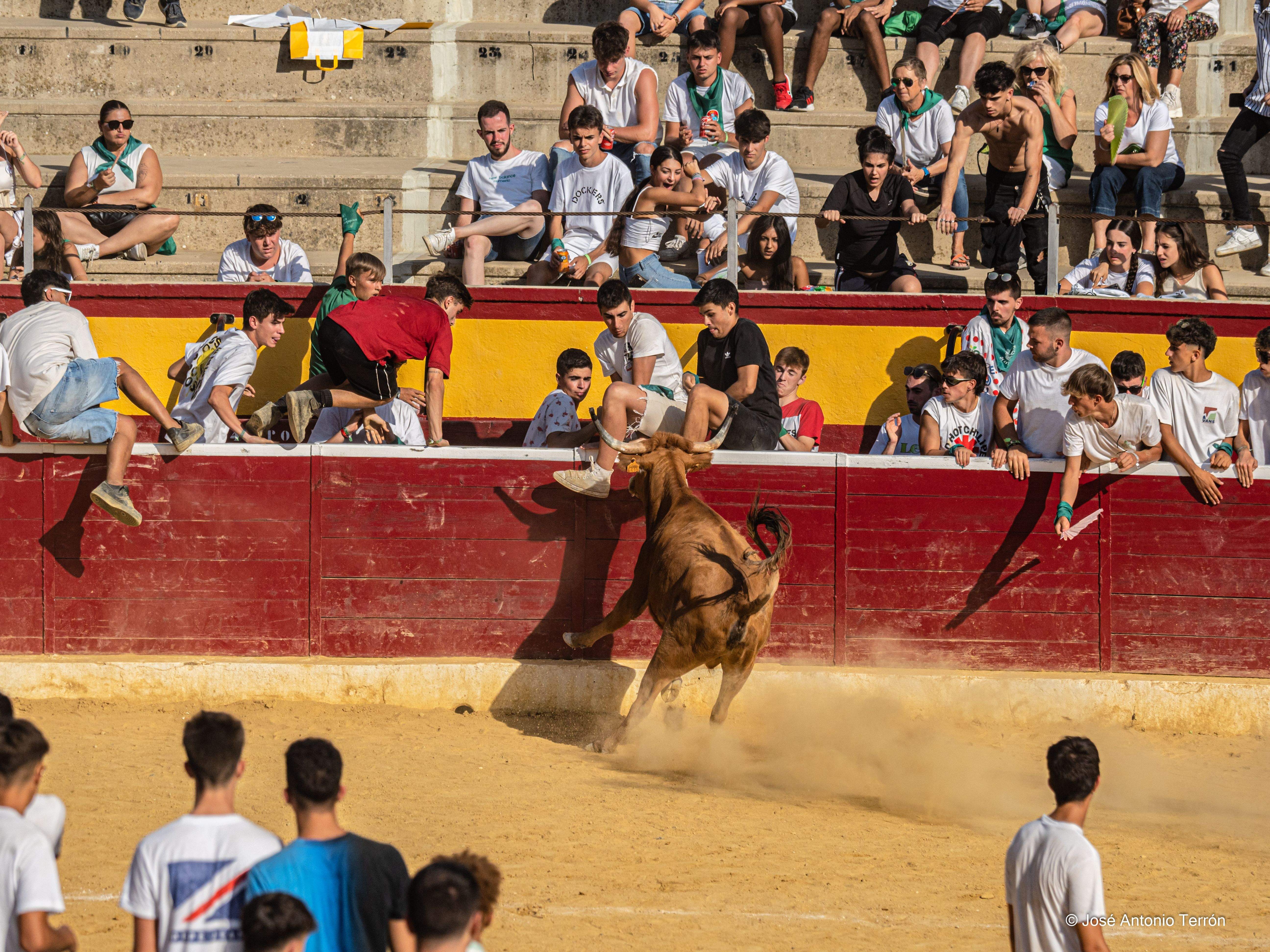 Vaquillas del día 11 de San Lorenzo. Foto José Antonio Terrón 