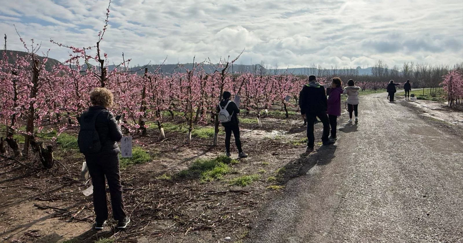 IX Ruta de la Floración de Fraga.