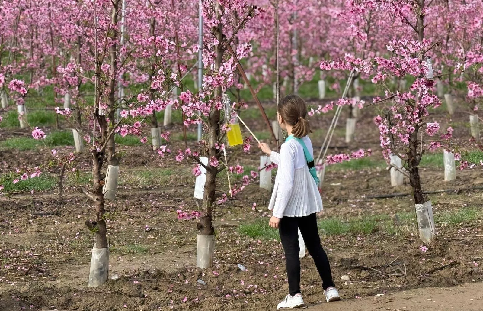IX Ruta de la Floración de Fraga.