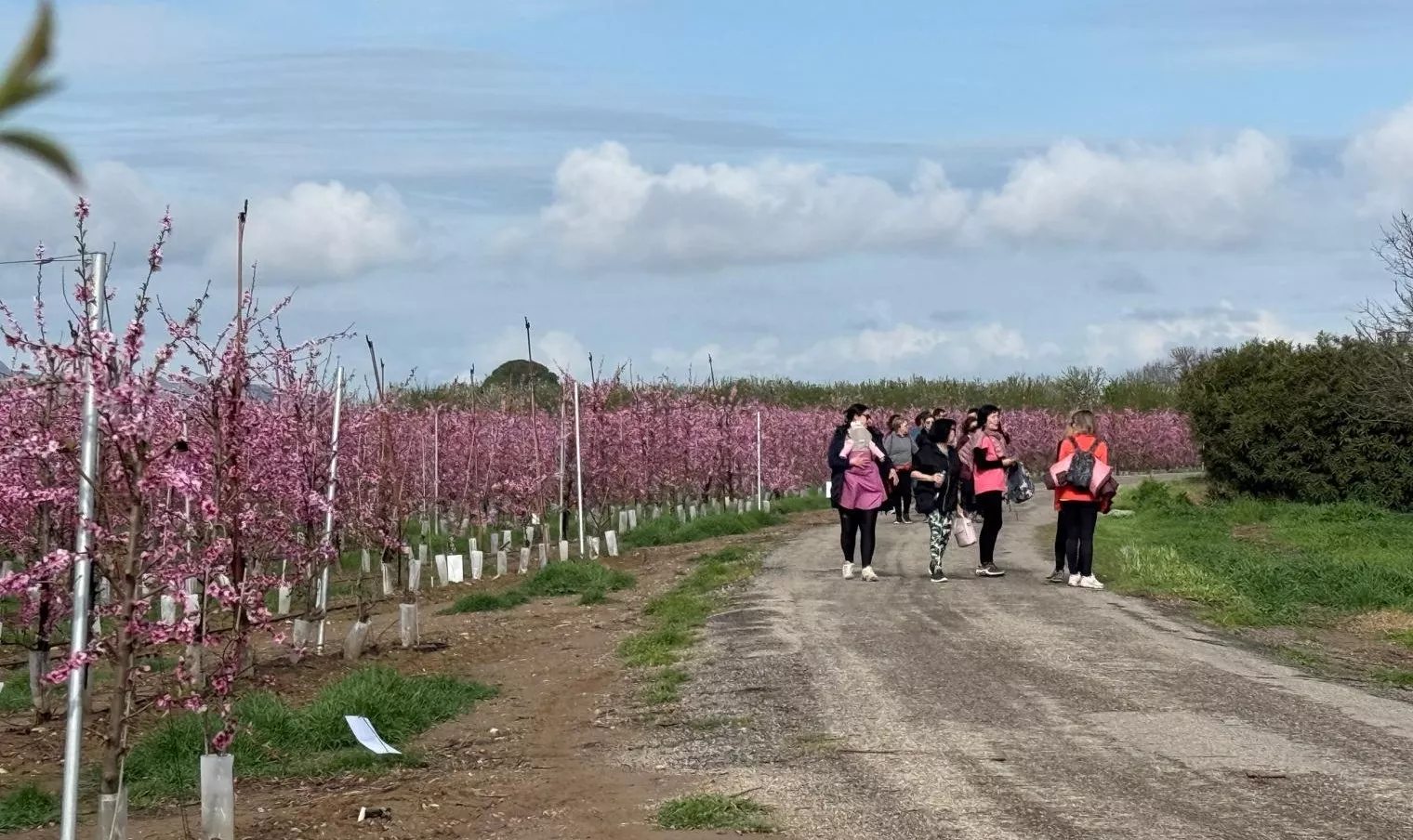 IX Ruta de la Floración de Fraga.