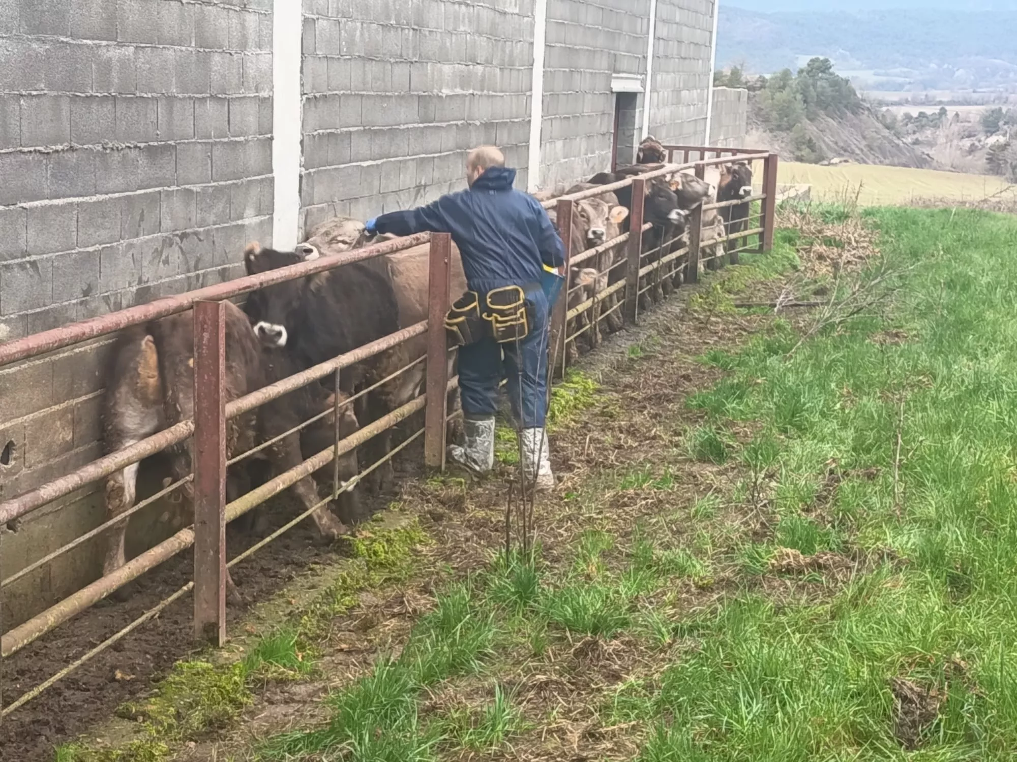 La vacunación frente a la dermatosis nodular contagiosa se ha iniciado en las OCA de Boltaña, Jaca y Sabiñánigo.