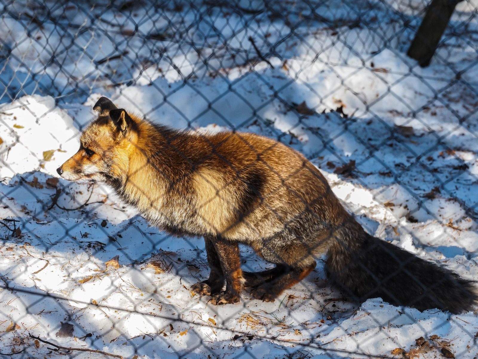 Imágenes del Parque Faunístico Lacuniacha. Foto José Antonio Terrón 