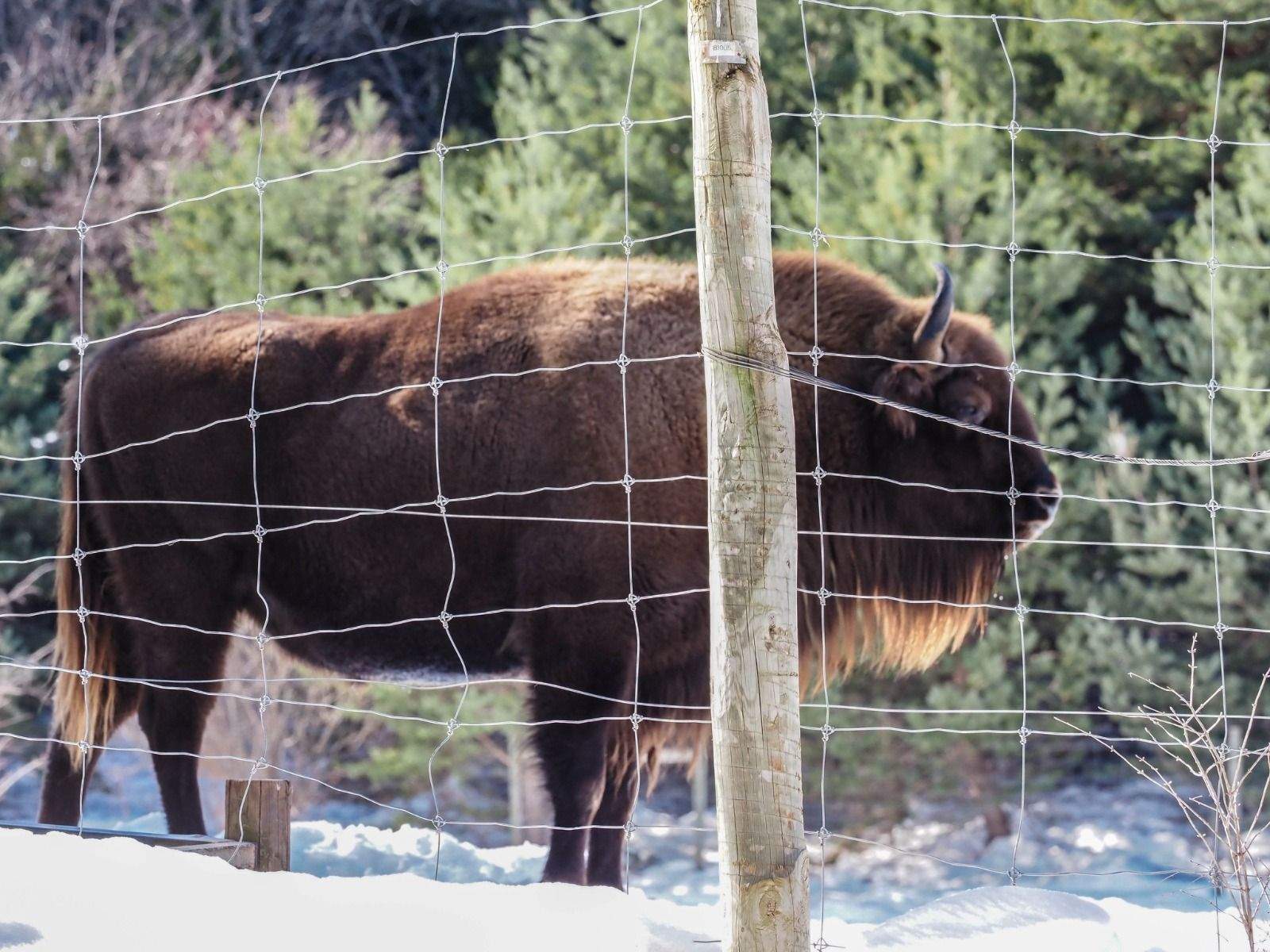 Imágenes del Parque Faunístico Lacuniacha. Foto José Antonio Terrón 