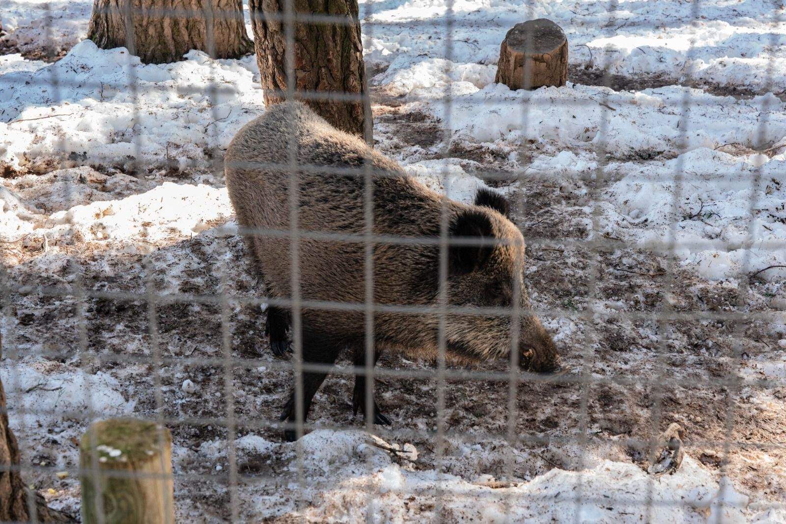 Imágenes del Parque Faunístico Lacuniacha. Foto José Antonio Terrón 