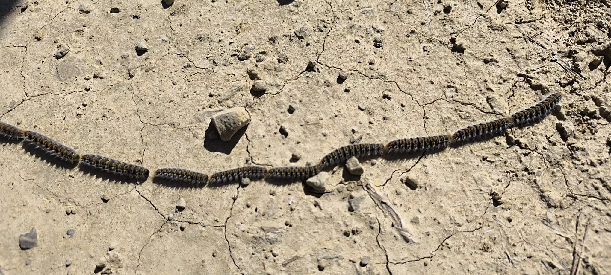 Excursión de Unizar desde Ayerbe a Erés, Biscarrués y Mallos de Riglos. Foto Joaquín Santafé