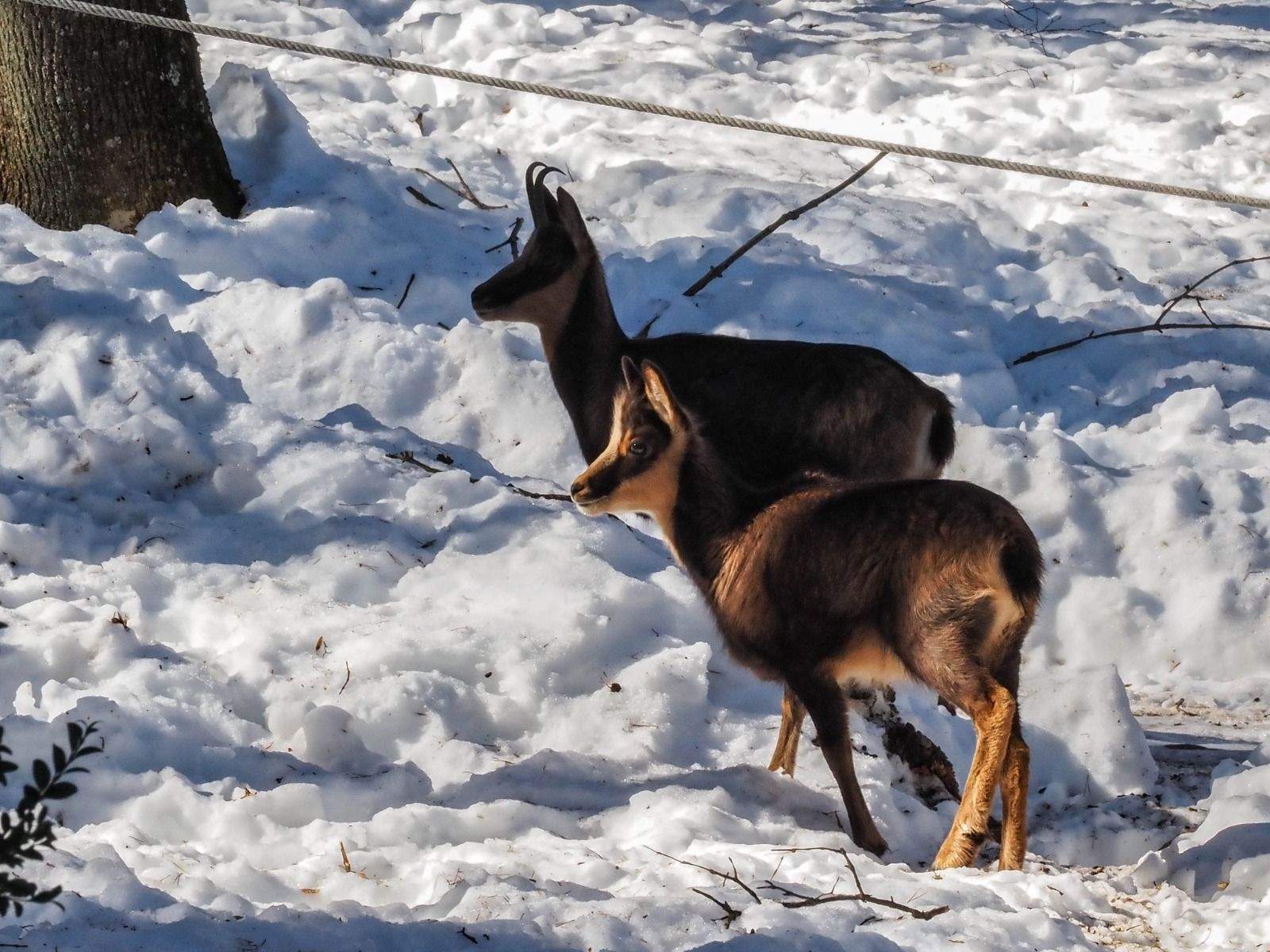 Imágenes del Parque Faunístico Lacuniacha. Foto José Antonio Terrón 
