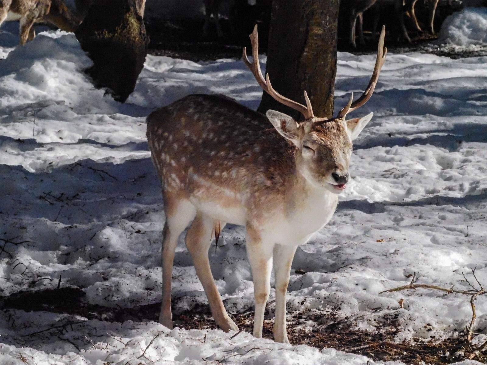 Imágenes del Parque Faunístico Lacuniacha. Foto José Antonio Terrón 