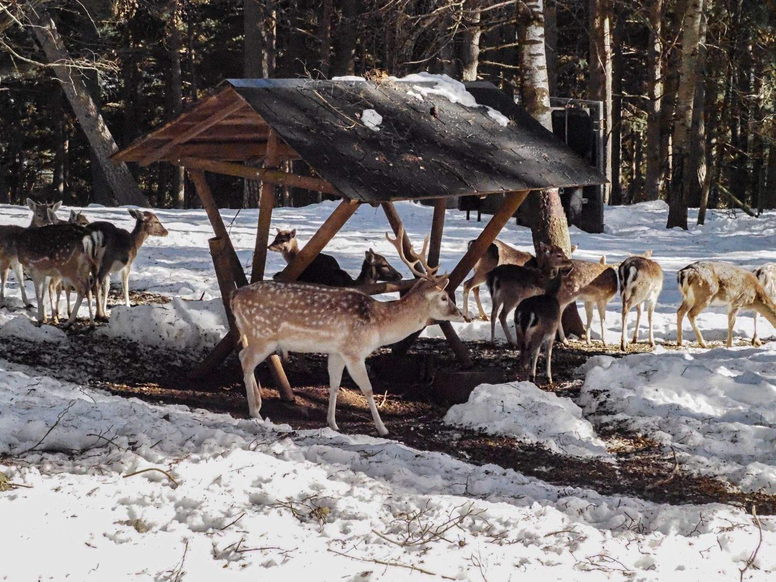 Imágenes del Parque Faunístico Lacuniacha. Foto José Antonio Terrón 