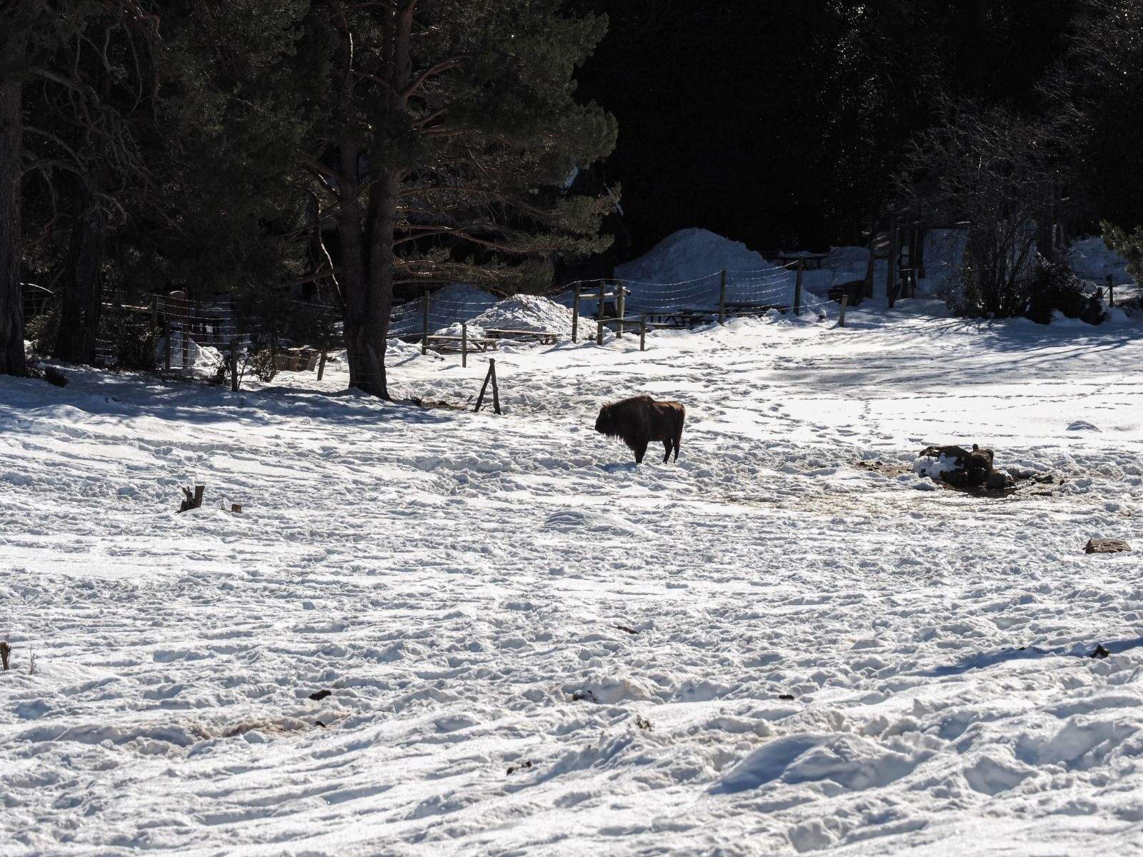 Imágenes del Parque Faunístico Lacuniacha. Foto José Antonio Terrón 