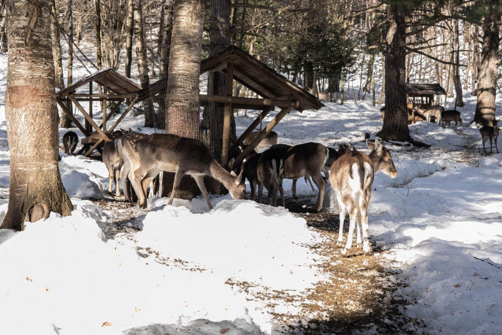 Imágenes del Parque Faunístico Lacuniacha. Foto José Antonio Terrón 