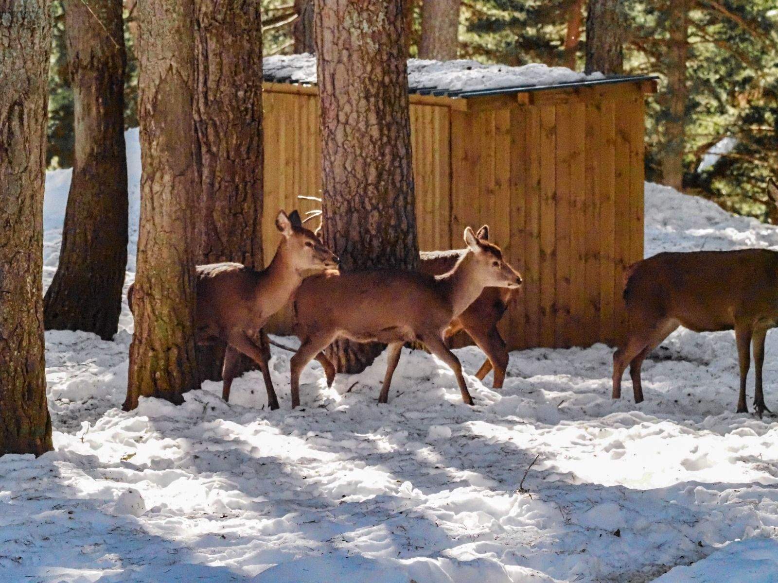Imágenes del Parque Faunístico Lacuniacha. Foto José Antonio Terrón 
