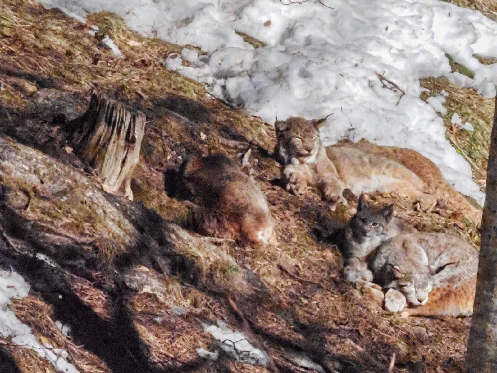 Imágenes del Parque Faunístico Lacuniacha. Foto José Antonio Terrón 