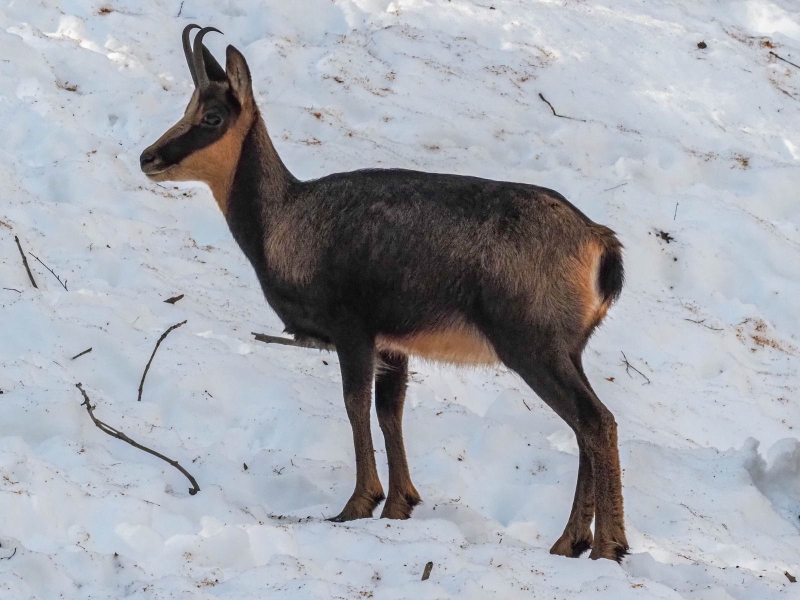 Imágenes del Parque Faunístico Lacuniacha. Foto José Antonio Terrón 