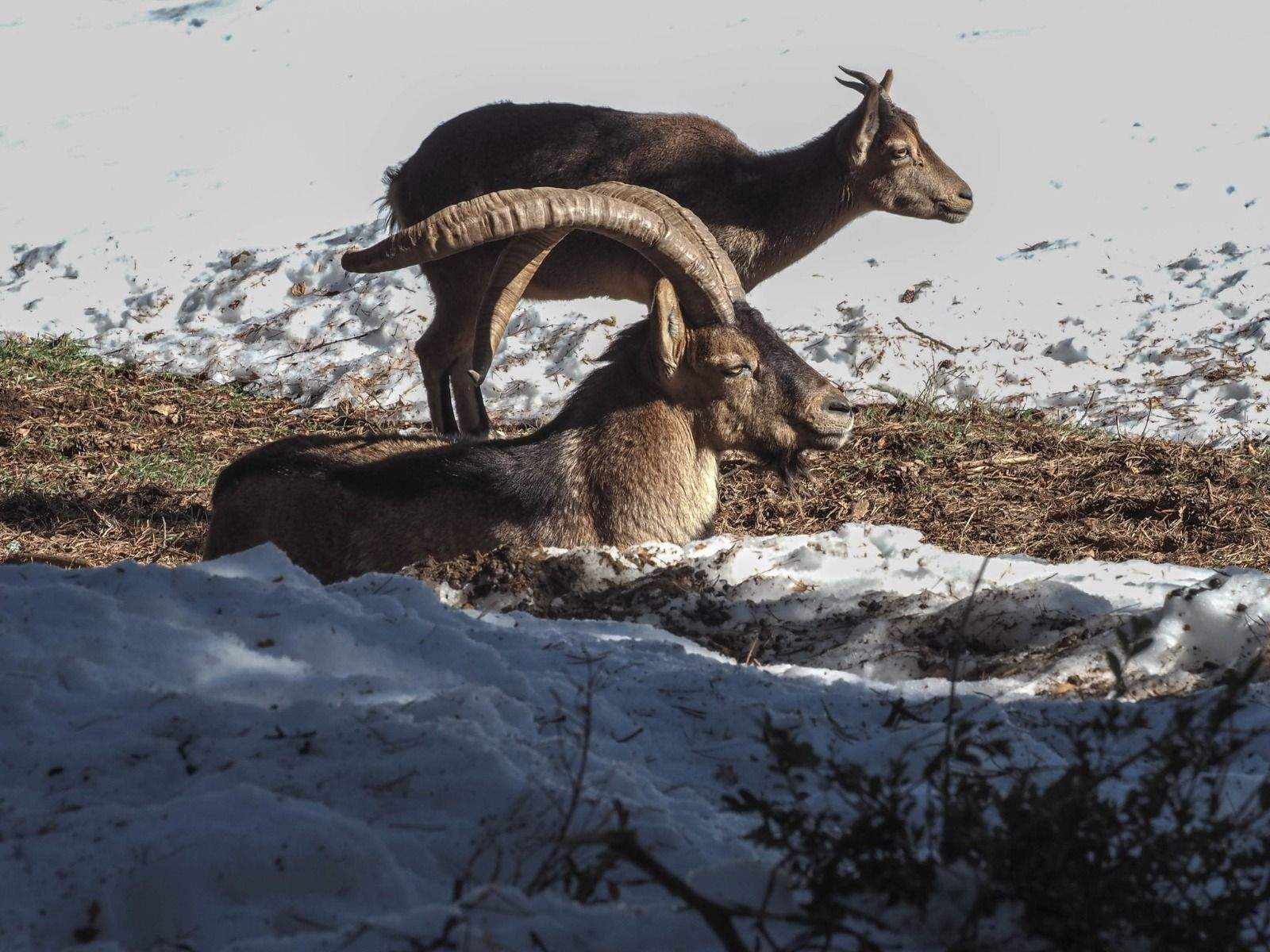 Imágenes del Parque Faunístico Lacuniacha. Foto José Antonio Terrón 