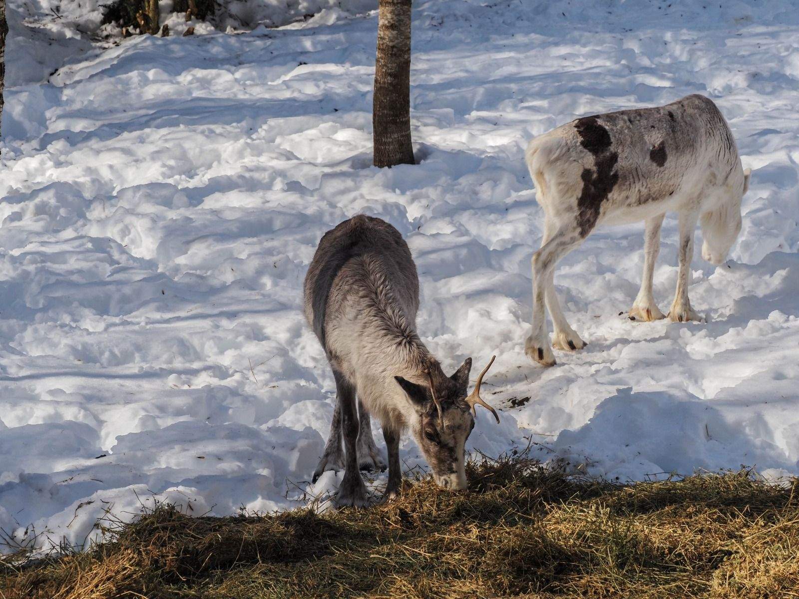 Imágenes del Parque Faunístico Lacuniacha. Foto José Antonio Terrón 