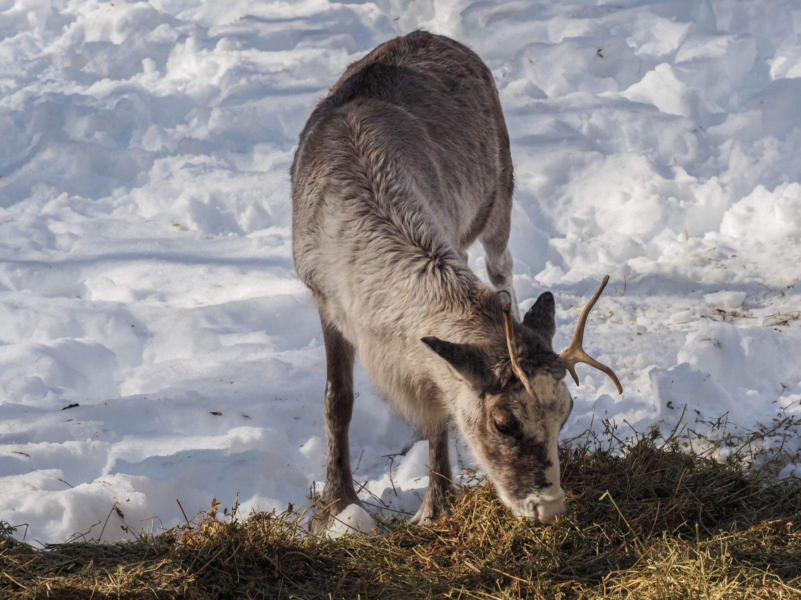 Imágenes del Parque Faunístico Lacuniacha. Foto José Antonio Terrón 