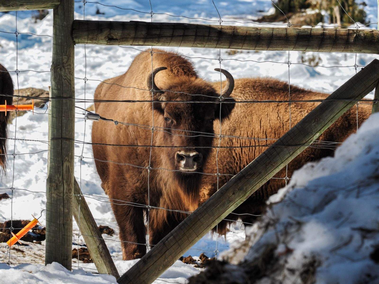 Imágenes del Parque Faunístico Lacuniacha. Foto José Antonio Terrón 