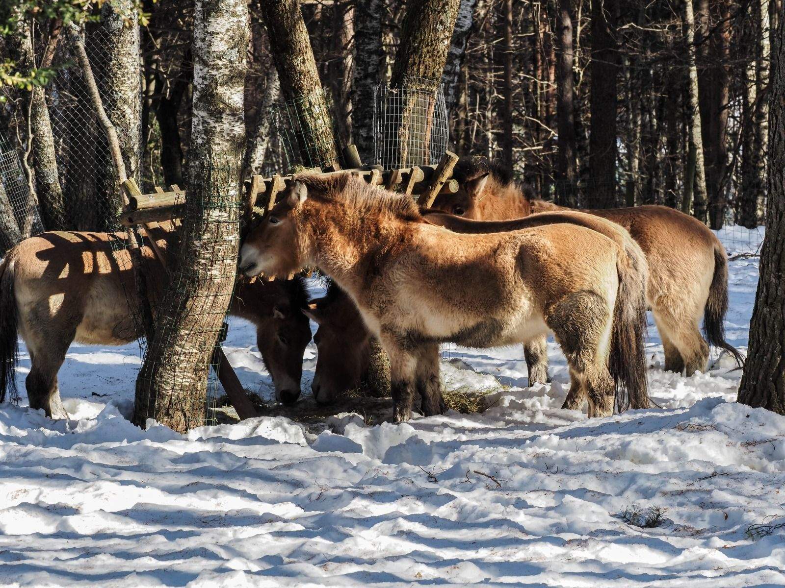 Imágenes del Parque Faunístico Lacuniacha. Foto José Antonio Terrón 