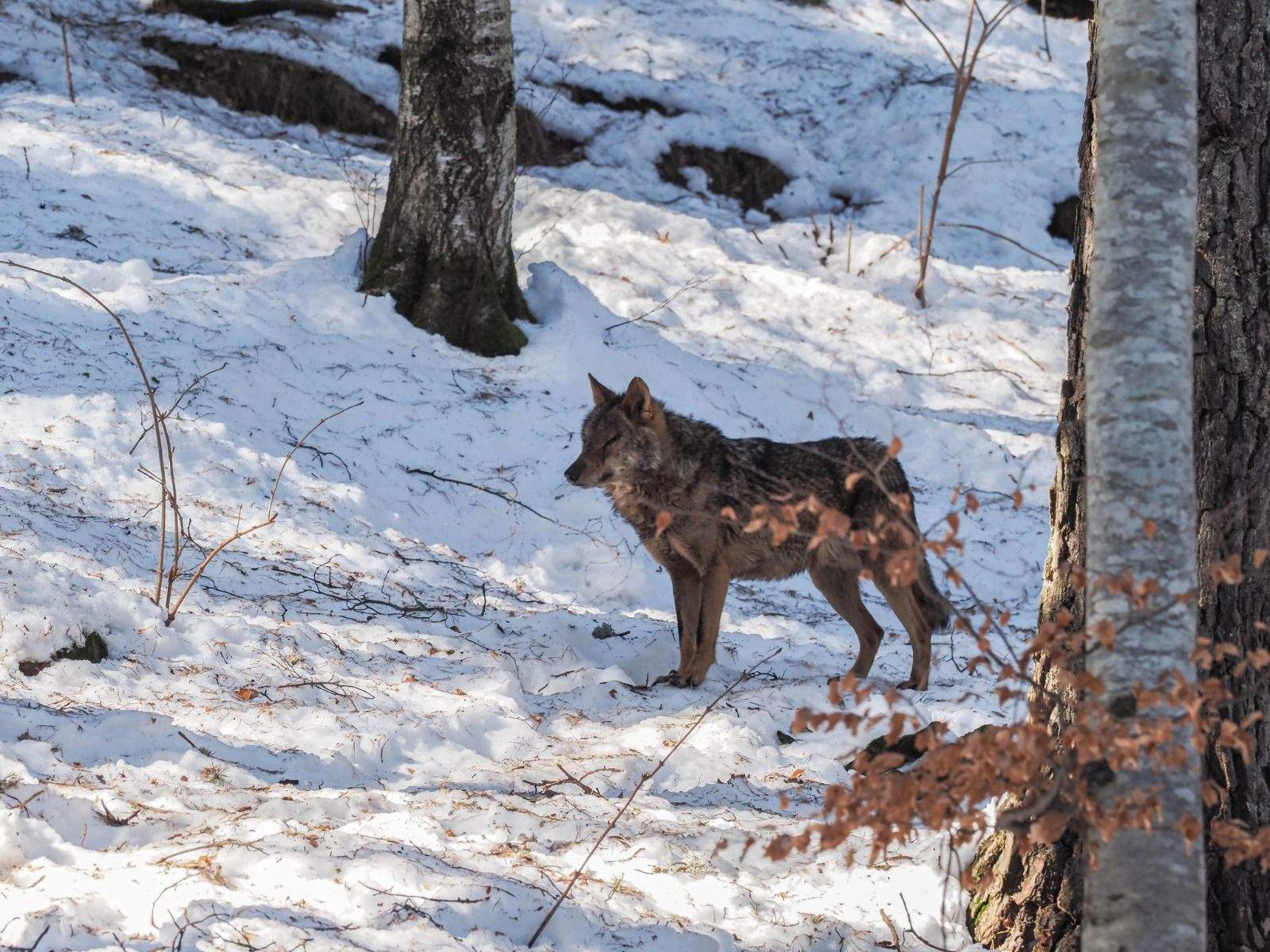 Imágenes del Parque Faunístico Lacuniacha. Foto José Antonio Terrón 