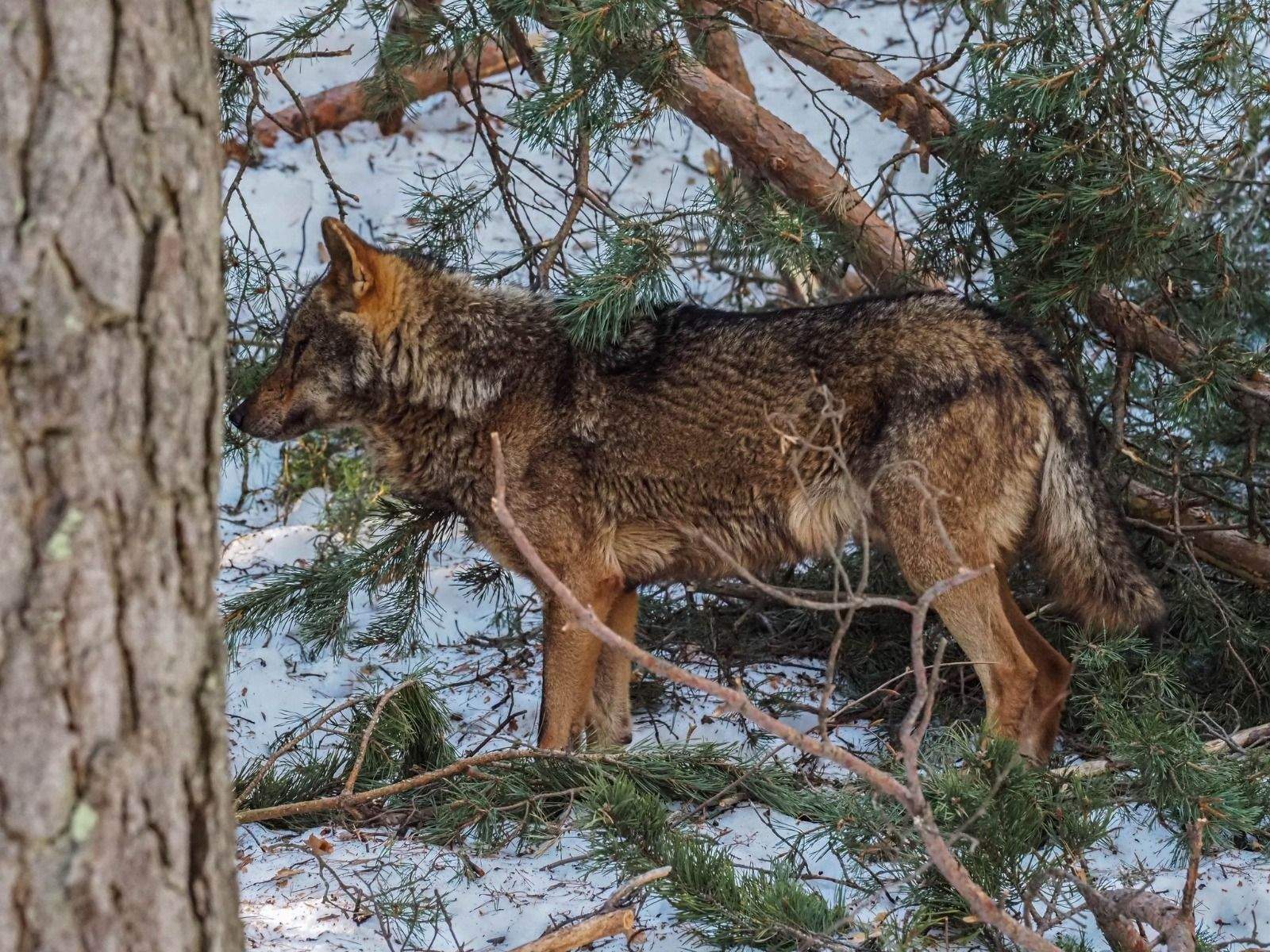 Imágenes del Parque Faunístico Lacuniacha. Foto José Antonio Terrón