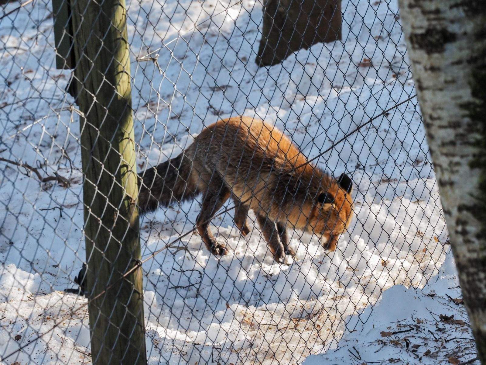 Imágenes del Parque Faunístico Lacuniacha. Foto José Antonio Terrón 