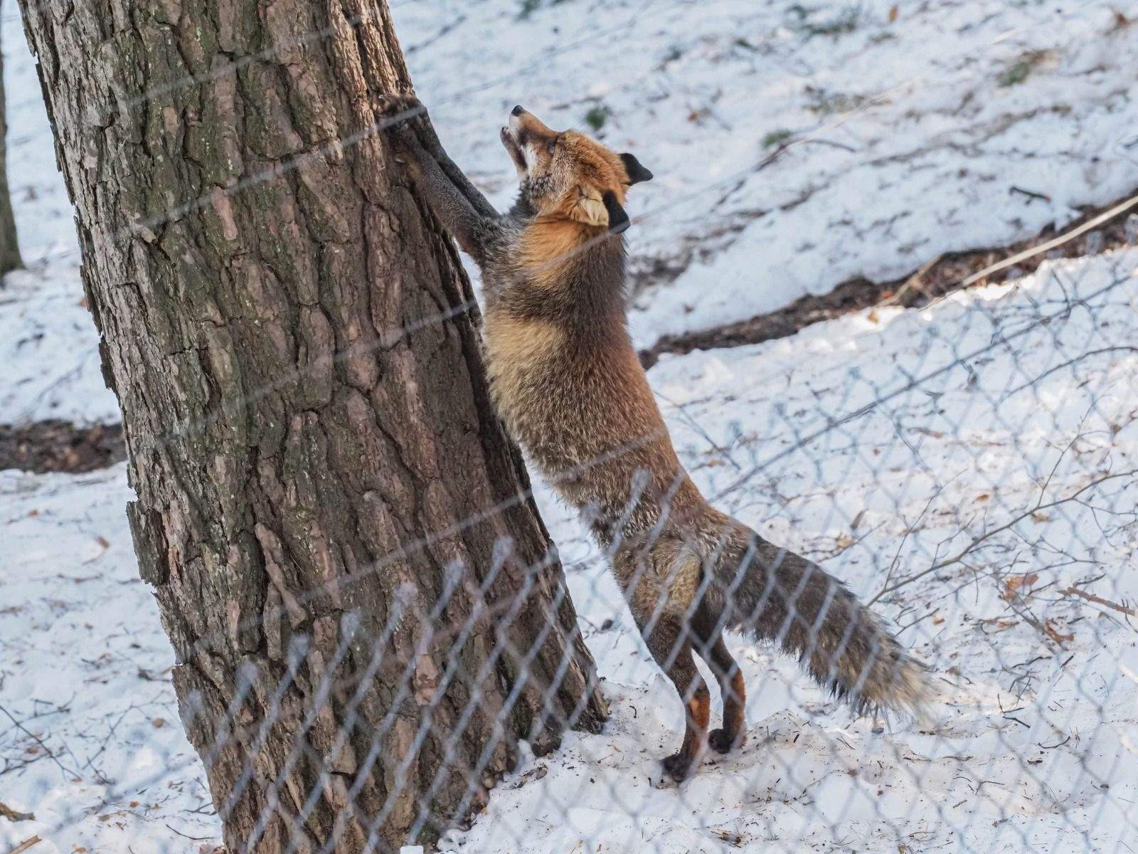 Imágenes del Parque Faunístico Lacuniacha. Foto José Antonio Terrón 