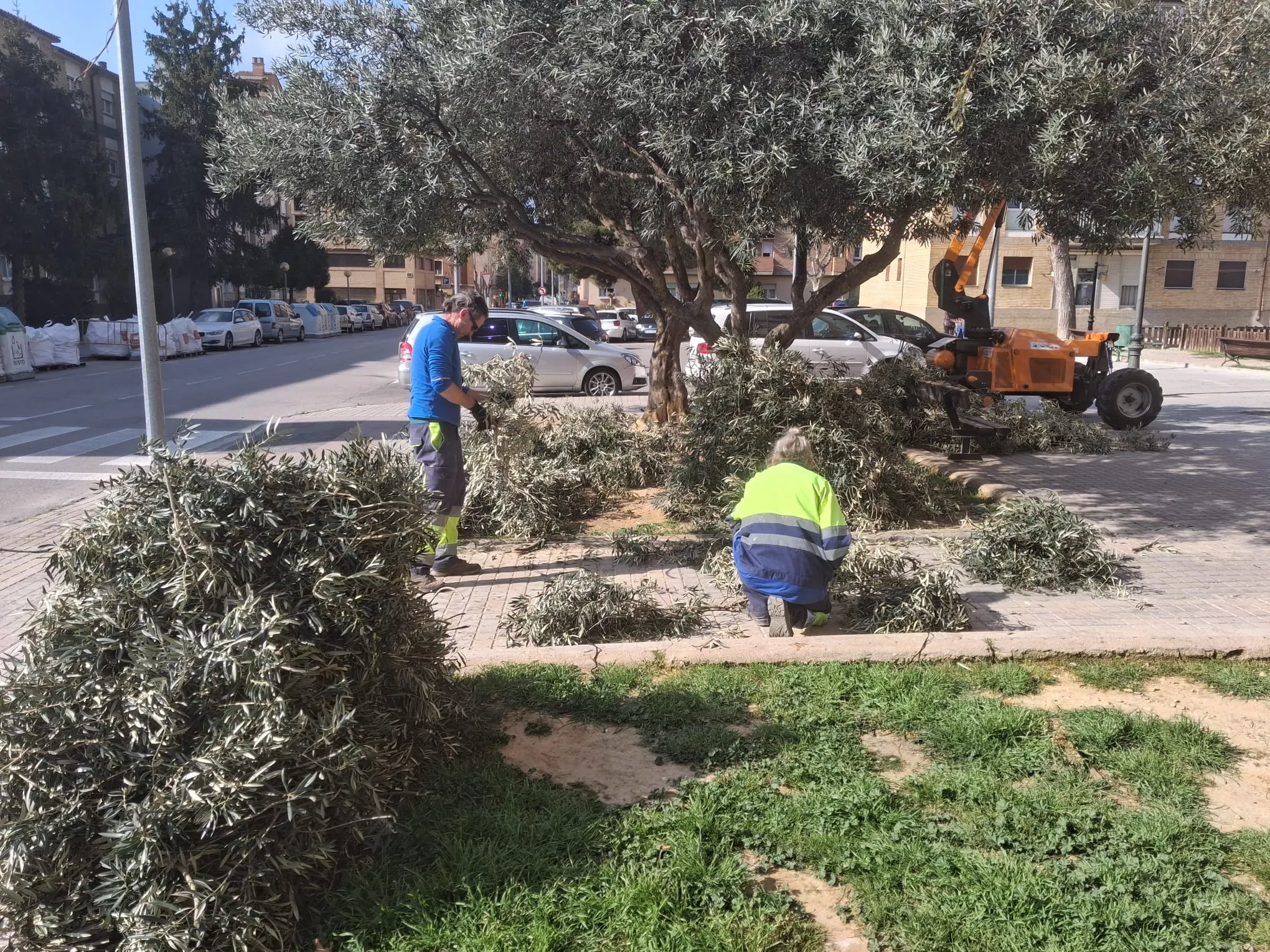 Poda de olivos tradicional en Huesca antes de Semana Santa.