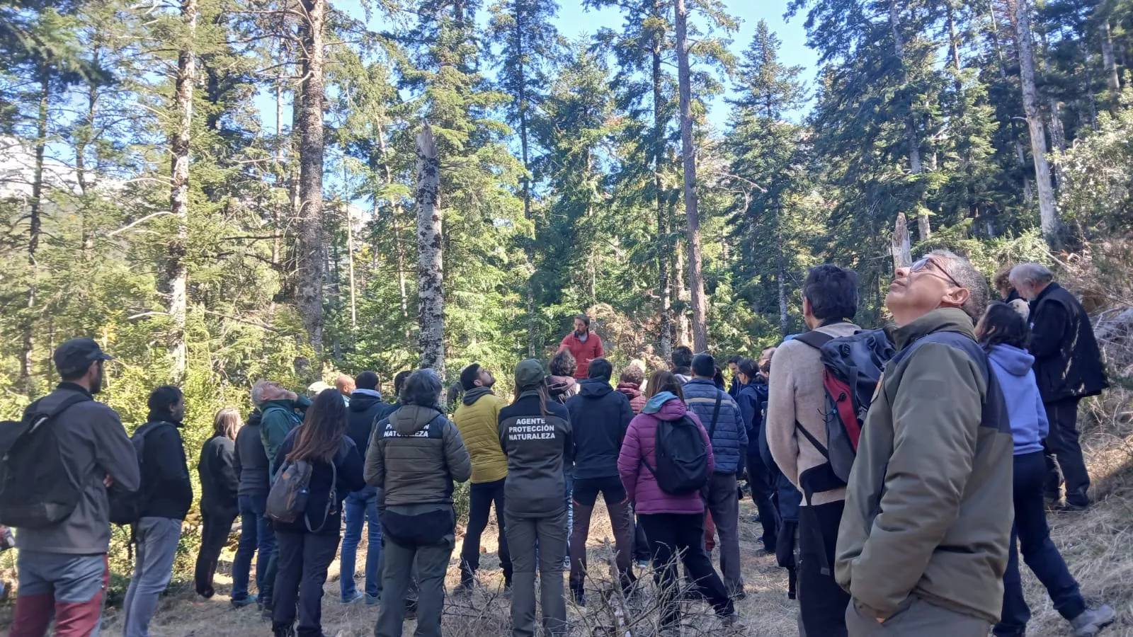 El abeto en los Pirineos, amenazado.