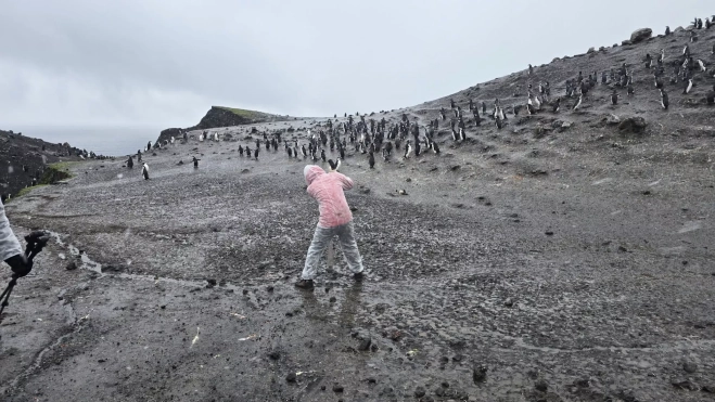 Los pingüinos barbijos y el científico chino que los ha estudiado