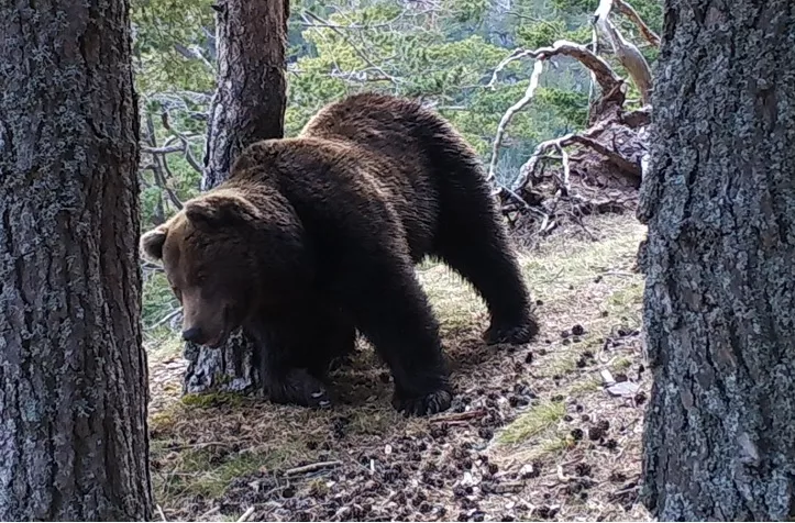 El oso Cannellito, captado por una cámara de fototrampeo.