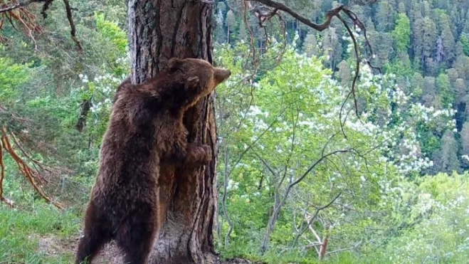 Oso Beroi. Oso Beroi.