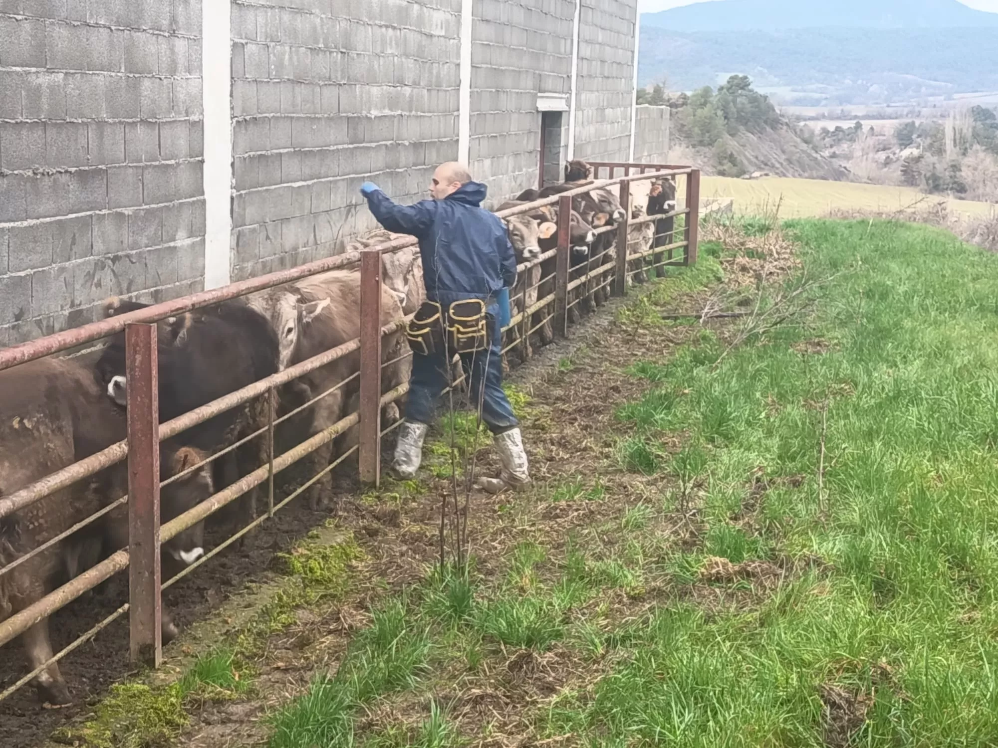 Aragón moviliza más de 3 millones frente al brote de dermatosis nodular en Huesca.