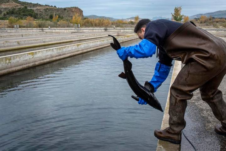 Instalaciones de Caviar Pirinea en El Grado