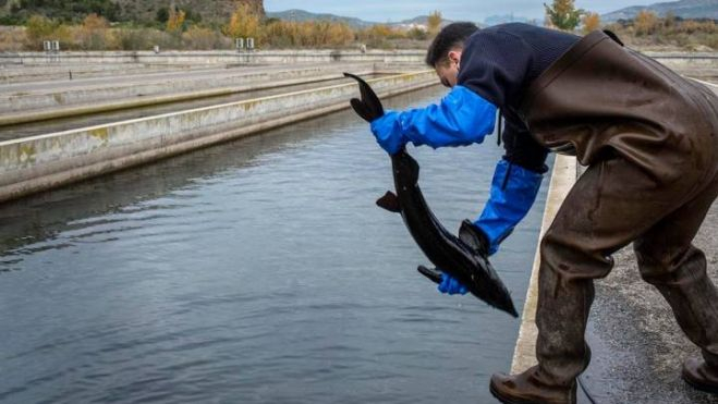 Instalaciones de Caviar Pirinea en El Grado Instalaciones de Caviar Pirinea en El Grado
