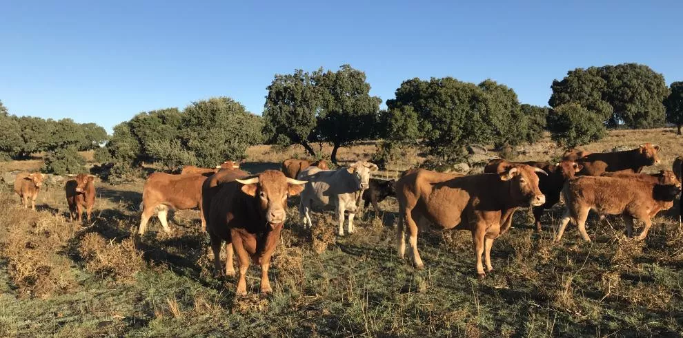Vacas nodrizas. La Comisión Europea autoriza ampliar la vacunación contra la DNC a toda la provincia de Huesca