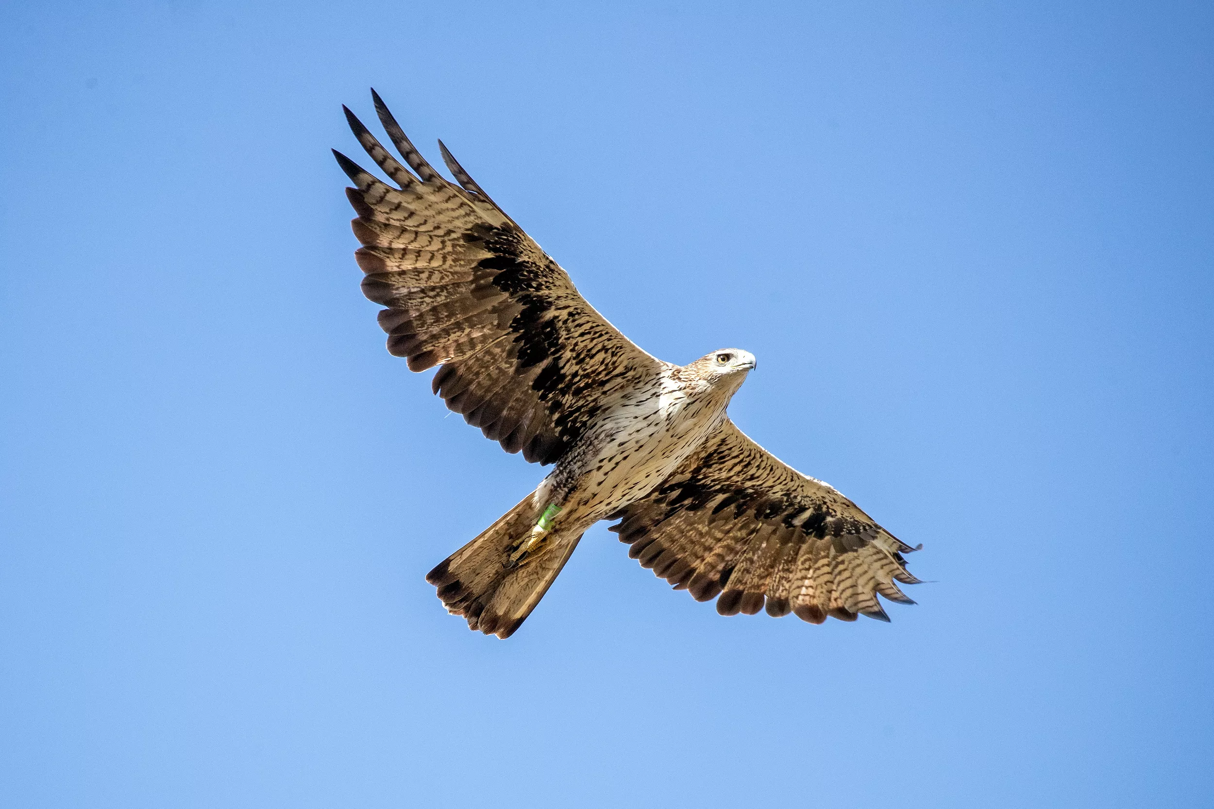 Una de las águila de Bonelli liberada en Guara se dispone a criar por primera vez. Foto: Sergio de la Fuente