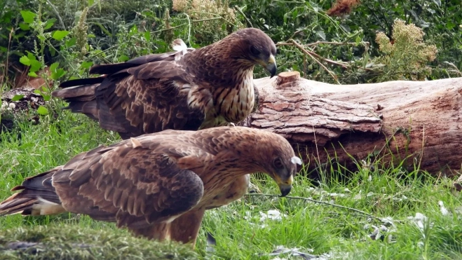 Una de las parejas de águila de Bonelli formadas gracias a las liberaciones de ejemplares en Huesca, Una de las parejas de águila de Bonelli formadas gracias a las liberaciones de ejemplares en Huesca,
