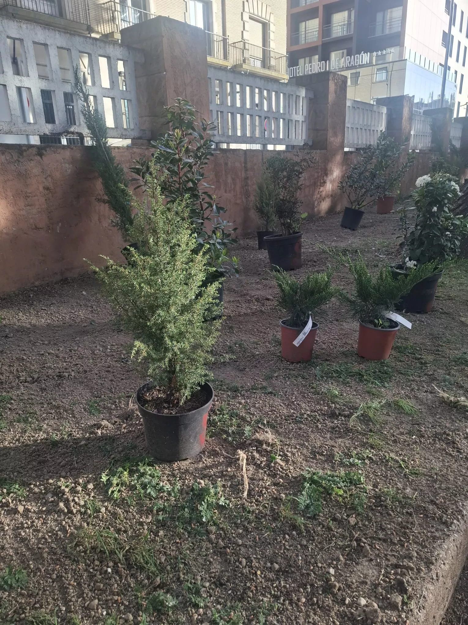 Plantación de 147 arbustos en el parque Miguel Servet