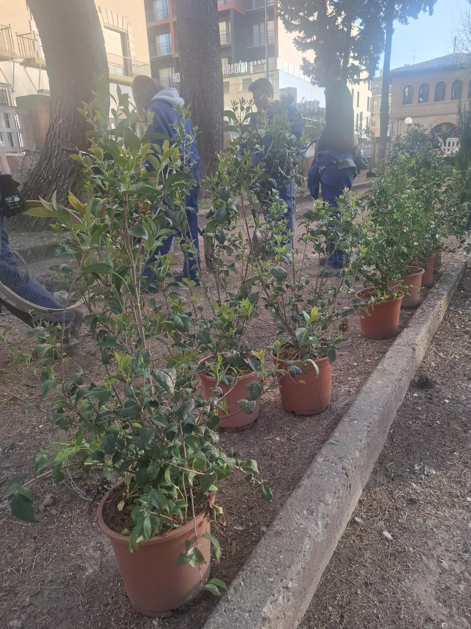 Plantación de 147 arbustos en el parque Miguel Servet