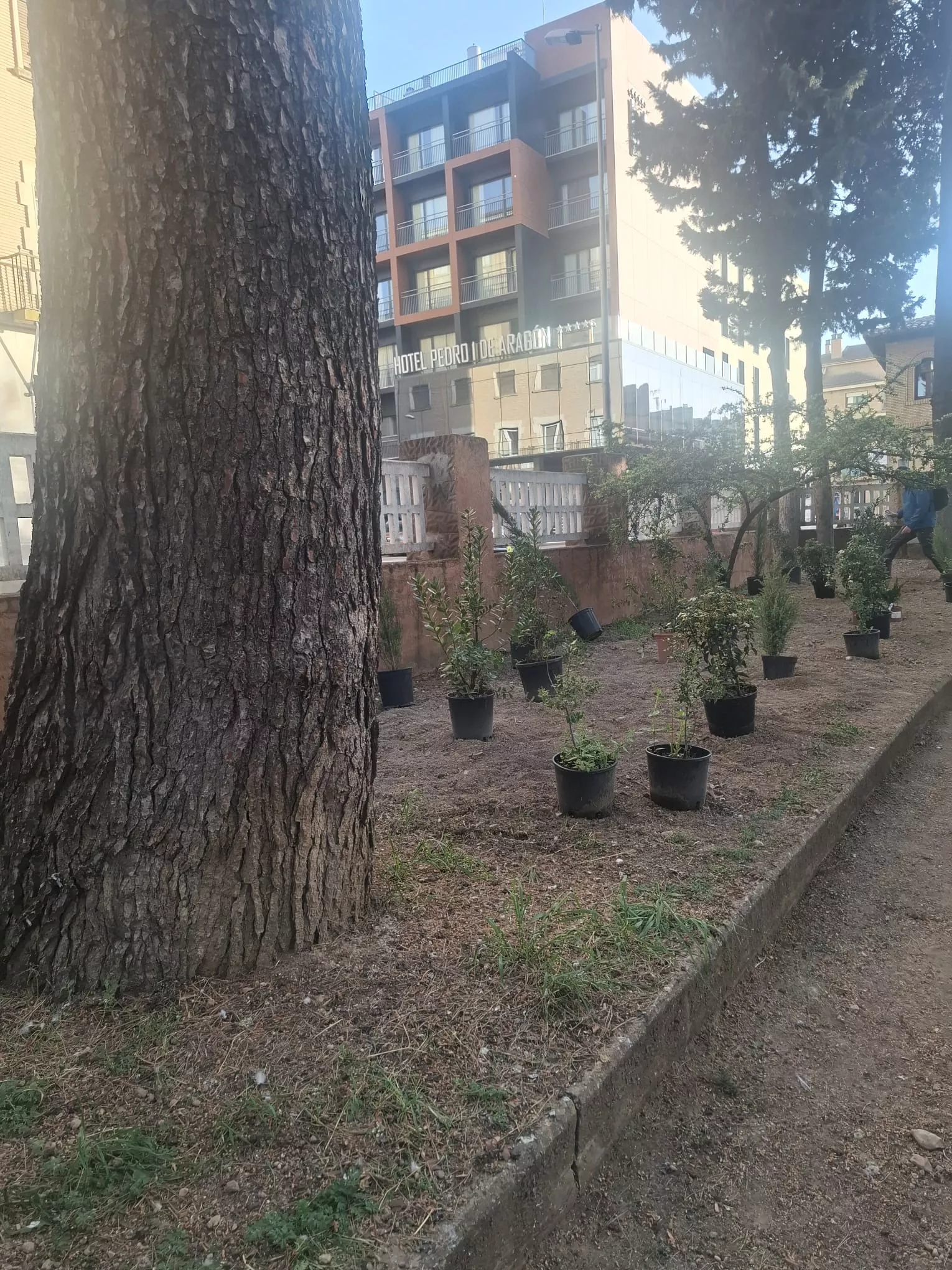 Plantación de 147 arbustos en el parque Miguel Servet