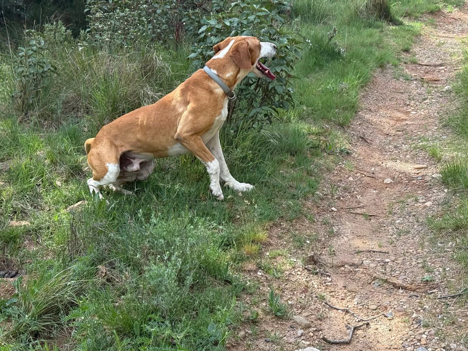 El perro amigo de los Javieres