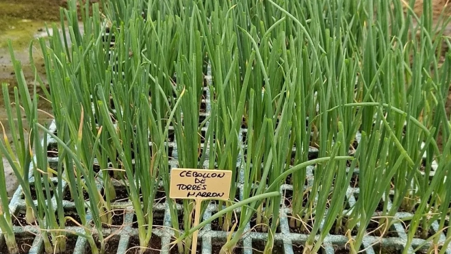 Planta de cebollino de Torres de Alcanadre.