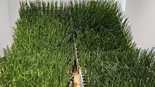 Plantas que se han distribuido en el Ciga