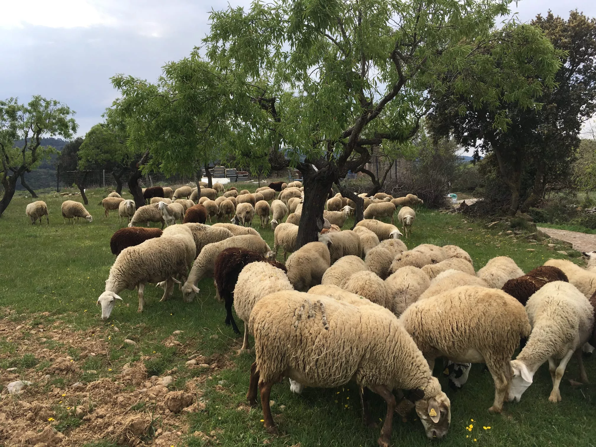 Biscarrués se acerca al oficio ganadero con un paseo junto al pastor Miguel Romeo.